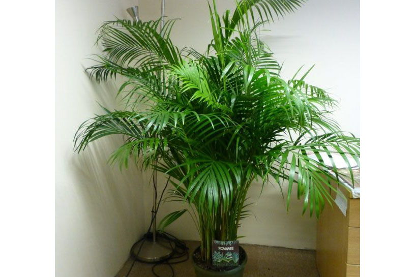 黄瓜视频下载污植物棕榈.jpg