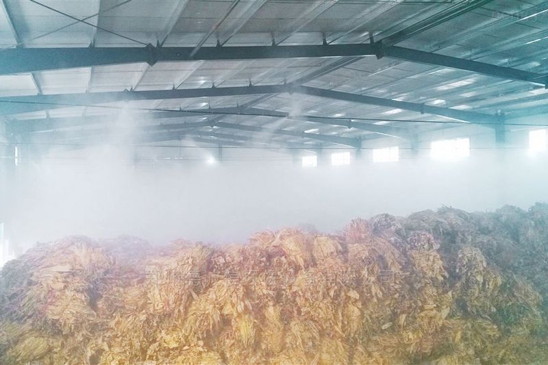 提升烟叶加工质量，高效回潮很重要