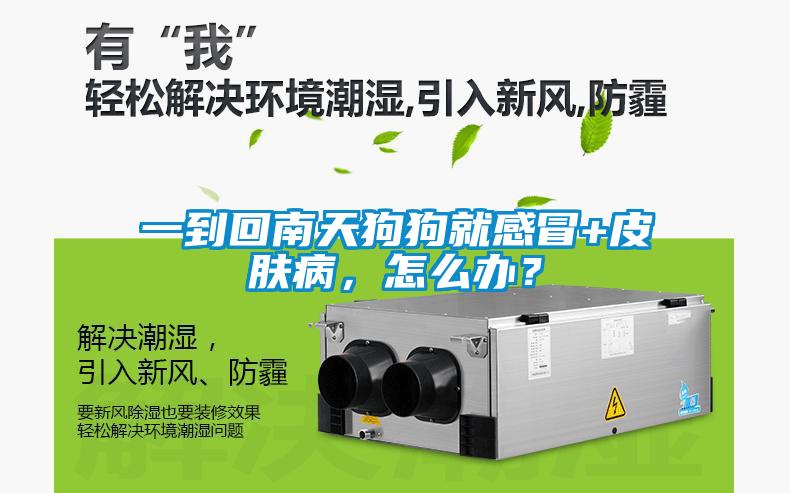 一到回南天狗狗就感冒+皮肤病，怎么办？