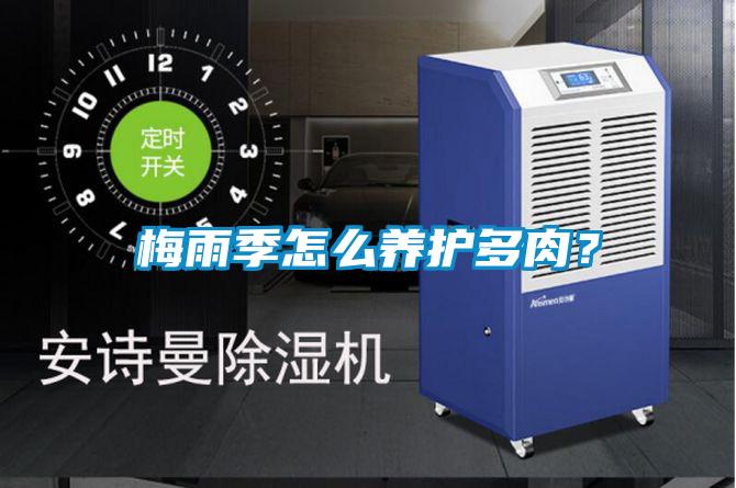 梅雨季怎么养护多肉?