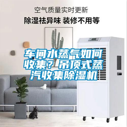 车间水蒸气如何收集？吊顶式蒸汽收集黄瓜视频下载污机