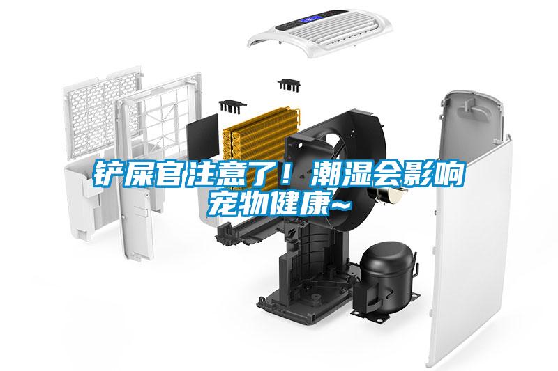 铲屎官注意了！潮湿会影响宠物健康~