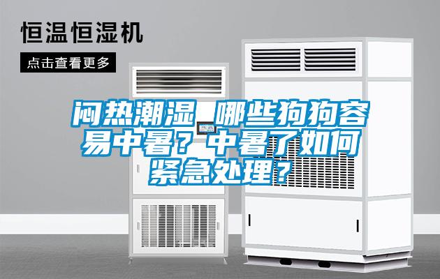 闷热潮湿 哪些狗狗容易中暑？中暑了如何紧急处理？